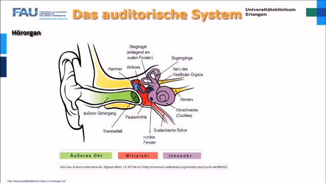 Medcast - Neurophysiolgie - Auditorisches System preview image