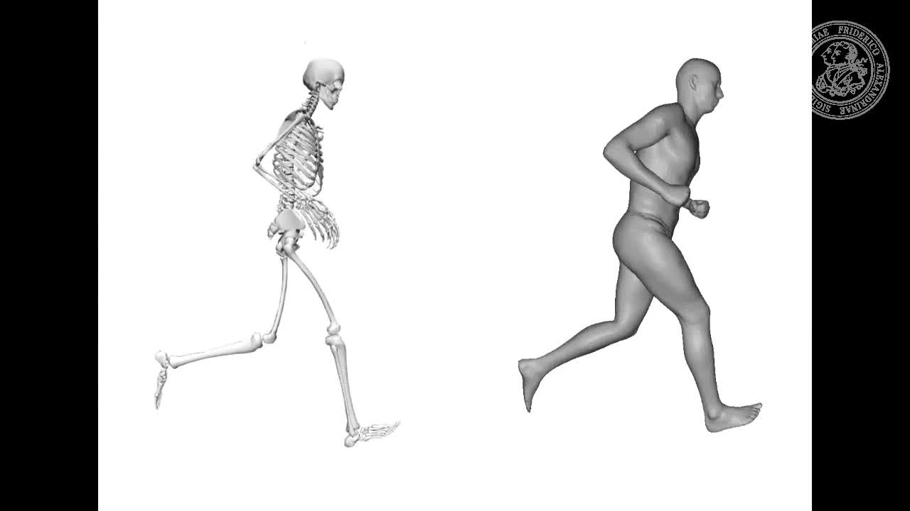 BASH: Biomechanical Animated Skinned Human for Visualization of Kinematics and Muscle Activity preview image
