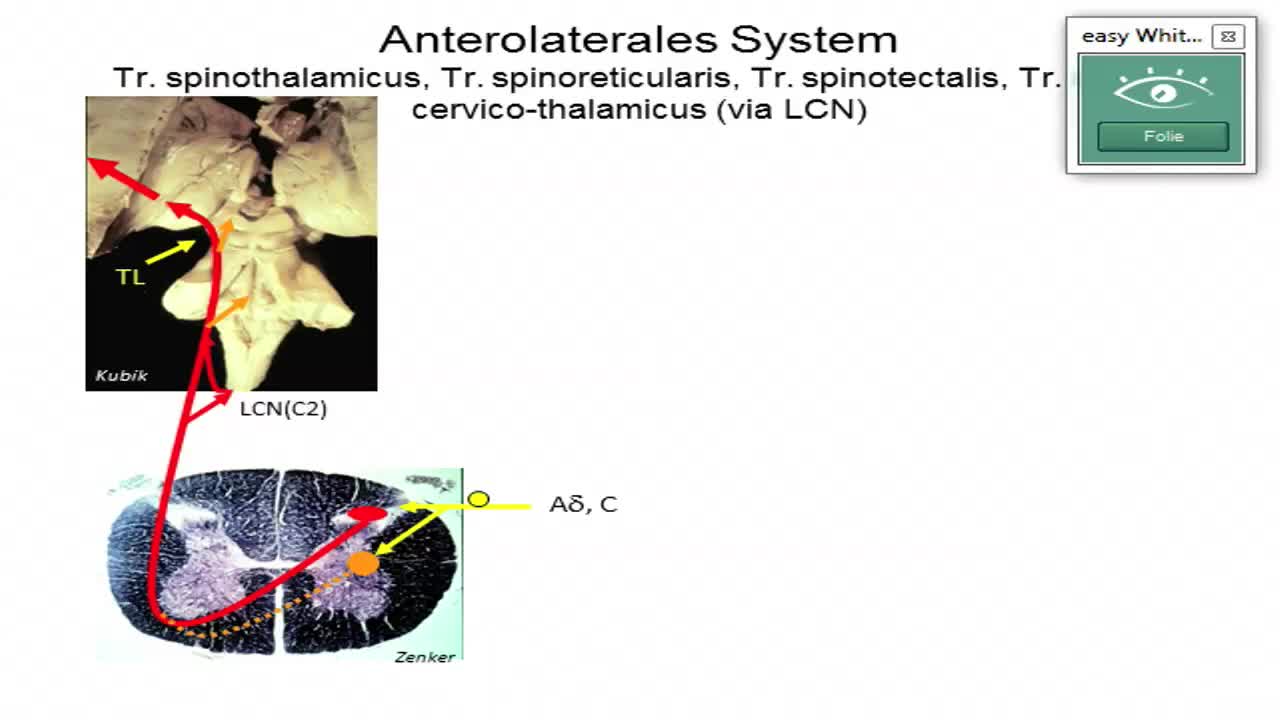 Sensomotorik: Anterolaterales System; deszendierende antinozizeptive Systeme; allgemeiner Aufbau des Hirnstamms preview image