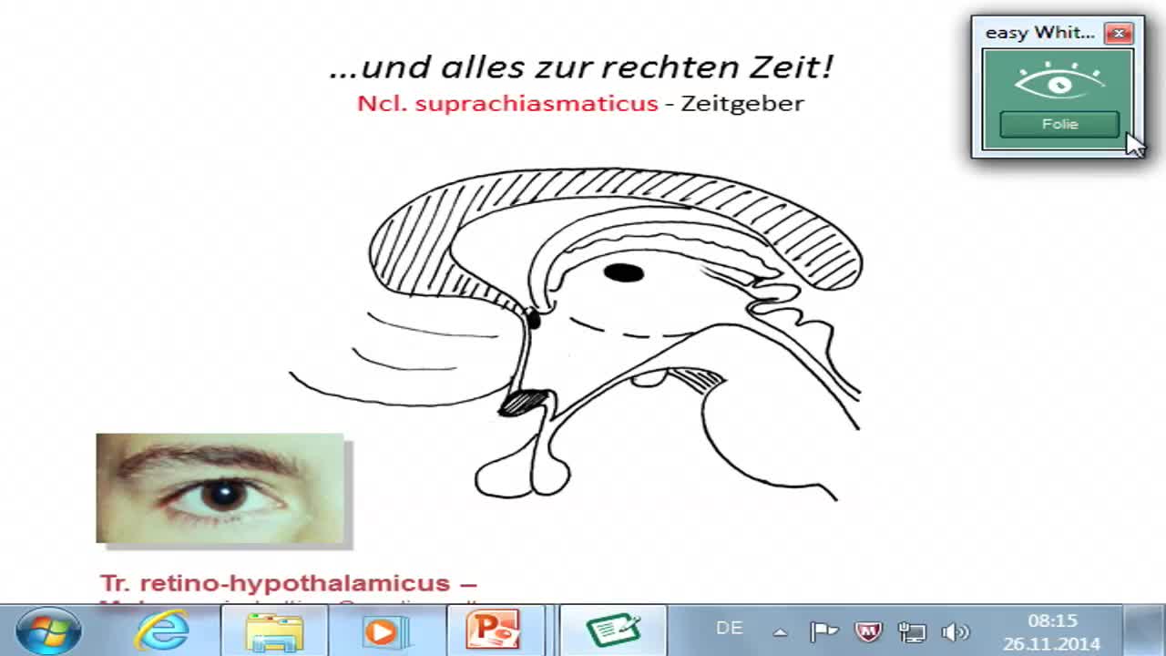 Hypothalamus: Zirkadiane Rhythmik, enokrine und ANS-Verbindungen preview image