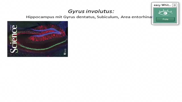 Hippocampus, limbisches System, Hypothalamus und zentrales ANS, Aktivierungssysteme preview image