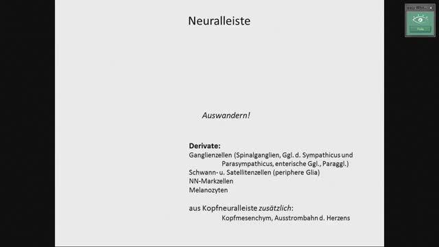 Neuroanatomie - Neuralleiste, Hirnbläschen preview image