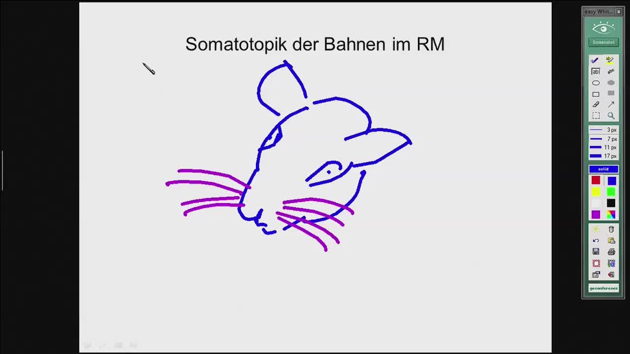 Verschaltung im Cortex, primäre, sekundäre, assoziative Cortexareale, deszendierende "Schmerz"modulation preview image