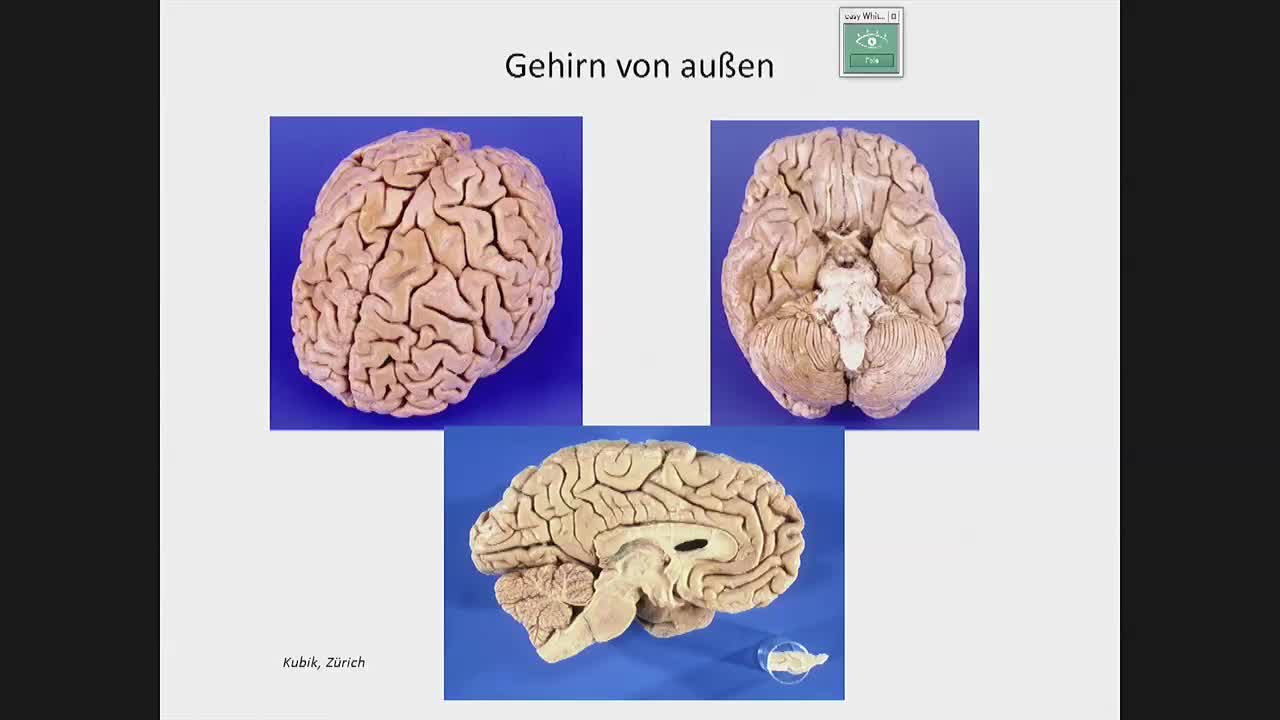 Neuroanatomie - Orientierung an Hirnbasis und innen: Ventrikel und Kerne preview image