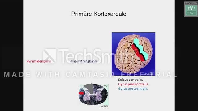 Neuroanatomie: Vergleich Hinterstrang- versus Anterolaterales System; Somatotopik preview image