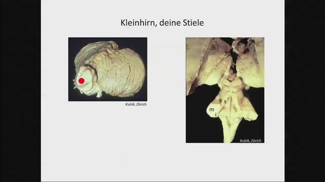 Ponto- und Spinocerebellum; Vestibularapparat 1 preview image
